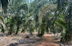 Pontian, Johor 82000