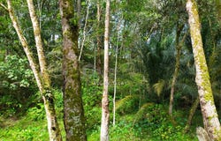 Batang Padang, Slim River, Perak 35000