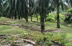 Jerantut, Pahang