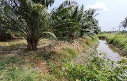 Kuala Langat, Selangor 42500