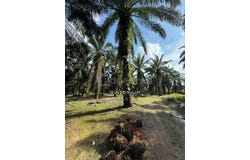 Kluang, Johor 86200