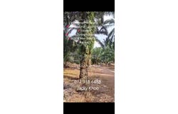 Telok Panglima Garang, Selangor 42500