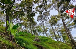 Balik Pulau, Penang 11000