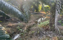 Sepang, Selangor 43900