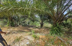 Parit, Perak 32800