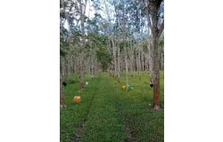 Segamat, Johor 85000
