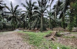 Pekan Nanas (Pekan Nenas), Johor 81500