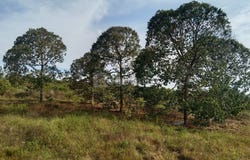 O, Jelebu, Negeri Sembilan 0