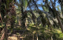sungai siput, Kuala Kangsar, Perak 31100