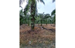 Banting, Selangor 42700