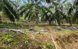 Jerantut, Pahang