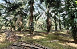 Kangkar Pulai, Johor 81300