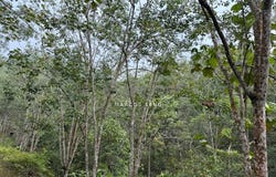 Kuala Kangsar, Perak 31100