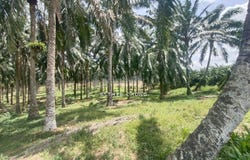 Senai, Johor 81400