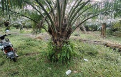 Banting, Selangor 42700