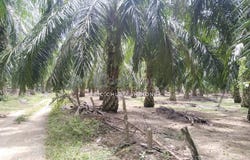 Kuala Kangsar, Perak 31100