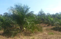 Tanjung Malim, Perak 35900