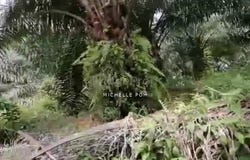 Mersing, Mersing, Johor 86800