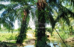 Batu Gajah, Perak