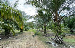 Kuala Kangsar, Perak 31100