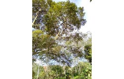 Hulu Perak, Perak 33420