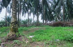 Beruas, Perak 32700