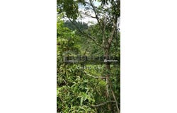 Bentong, Pahang 28700