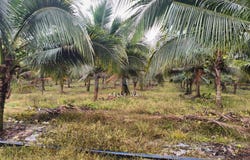 Kluang, Johor 86200