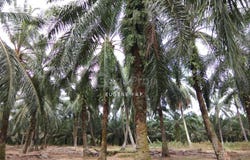 Banting, Selangor 42700