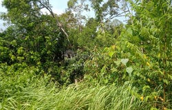 Sega, Pahang