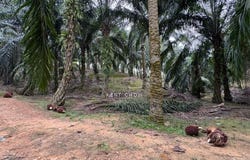 Kuala Kangsar, Perak 31100