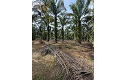 Pekan Nenas, Johor 81500
