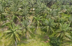 Kuala Kangsar, Perak 31100