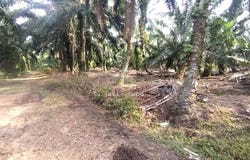 Banting, Selangor 42700