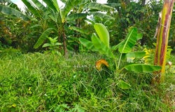 Taiping, Perak 34600