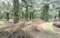 Jenjarom, Selangor 42600