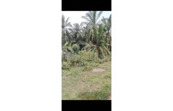 Banting, Selangor 42700