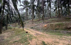 Kuala Kangsar, Perak 31100