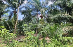 Bagan Datuk, Perak 36400
