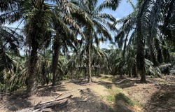 sungai siput, Kuala Kangsar, Perak 31100