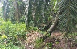 Taiping, Perak