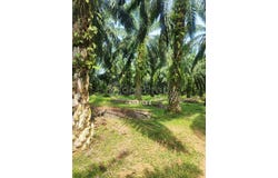 Kuala Kangsar, Perak 31100