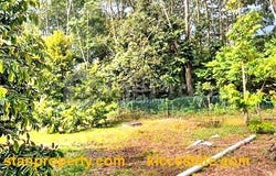 Semenyih, Selangor 71750