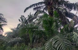 Banting, Selangor 42700