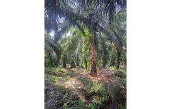 Jenjarom, Selangor 42600