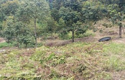 Bentong, Pahang 28700