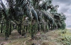 Pekan Nenas, Johor 81500