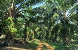 Baling, Kedah 09100