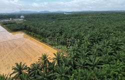 Bedong, Kedah 8100