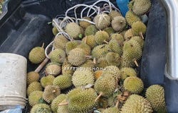 Bentong, Pahang 28700
